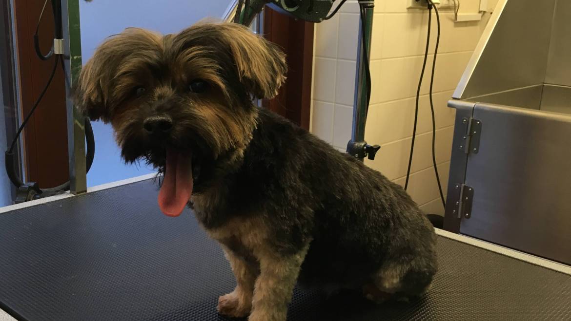 How to Keep Dog's Coat Glossy Fab's Trimsalon