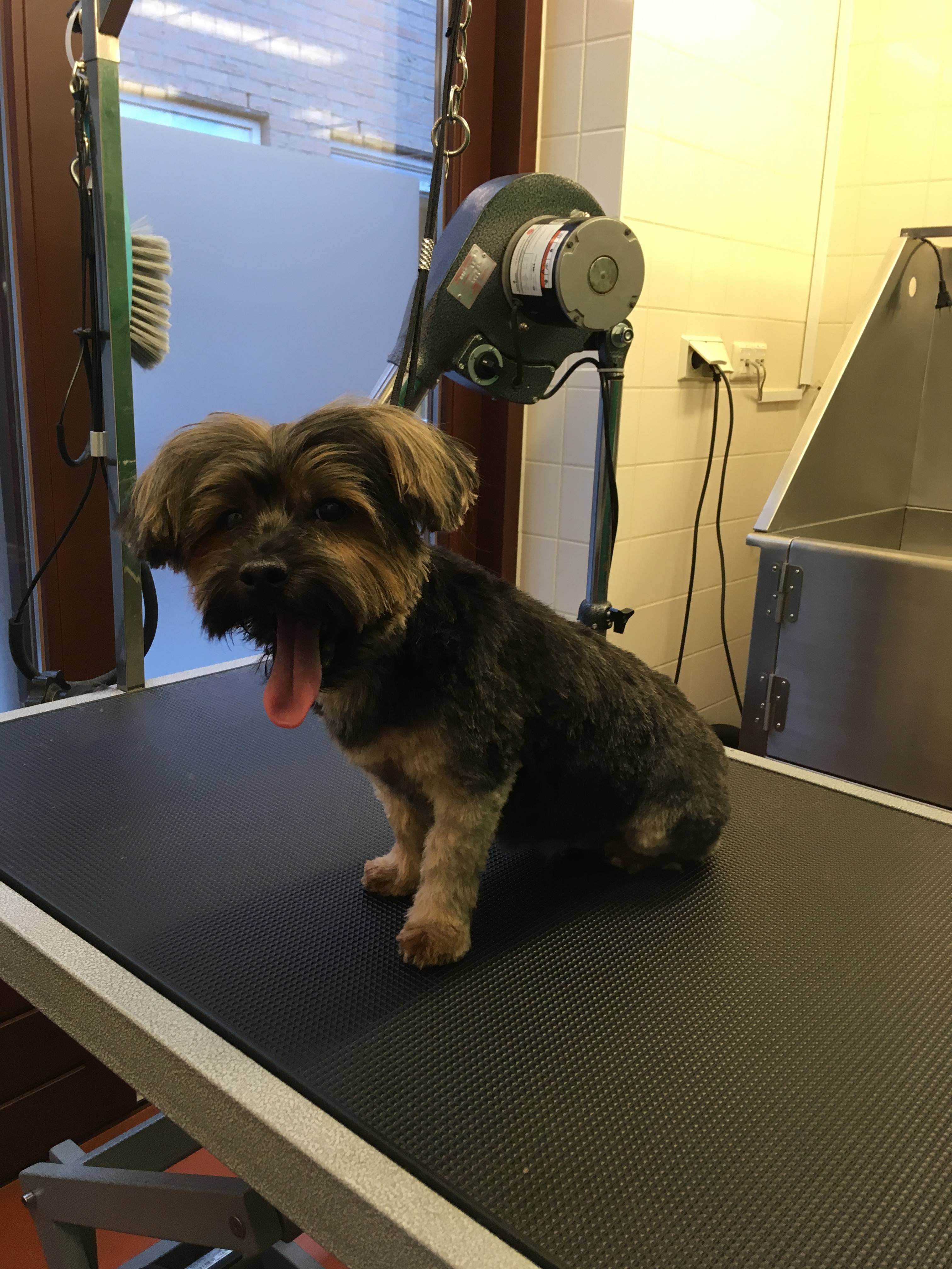 How to Keep Dog's Coat Glossy Fab's Trimsalon