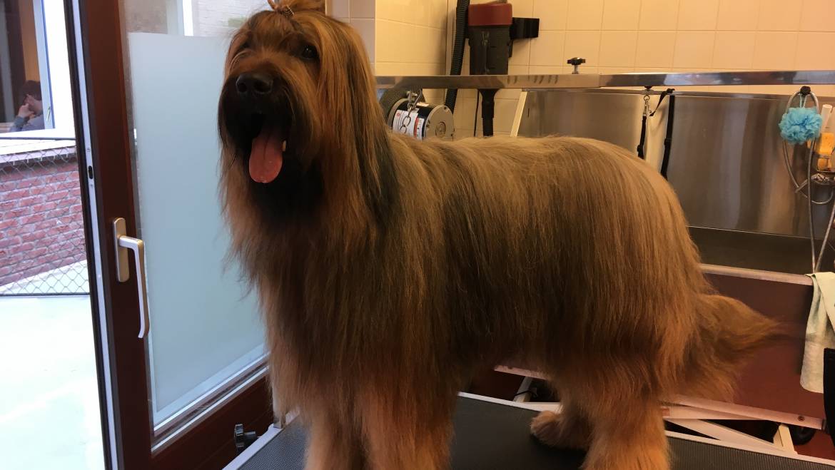 Ontwollen & Ontklitten